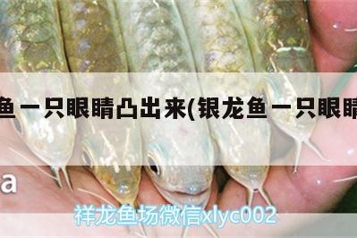 銀龍魚一只眼睛凸出來(銀龍魚一只眼睛突出) 銀龍魚一只眼睛凸出來(銀龍魚一只眼睛突出) 銀龍魚百科
