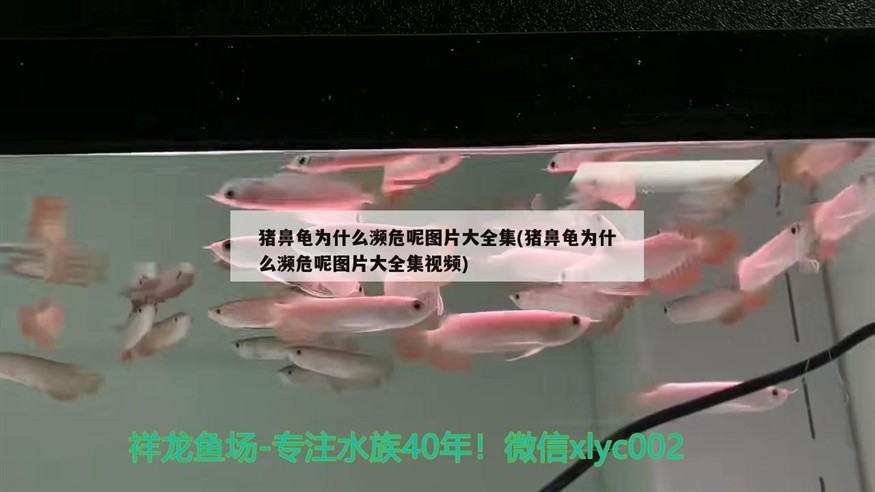 豬鼻龜為什么瀕危呢圖片大全集(豬鼻龜為什么瀕危呢圖片大全集視頻) 豬鼻龜為什么瀕危呢圖片大全集(豬鼻龜為什么瀕危呢圖片大全集視頻) 豬鼻龜百科