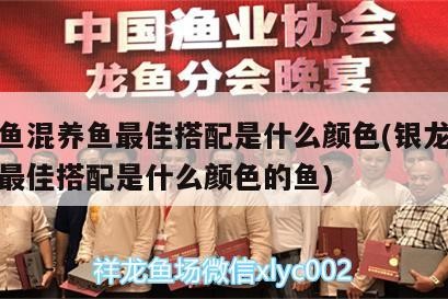 銀龍魚混養魚最佳搭配是什么顏色(銀龍魚混養魚最佳搭配是什么顏色的魚)
