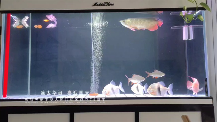 小金龍成長記第 217