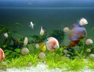 淡水哪里有賣魚缸的市場：淡水魚養殖的科學養殖的科學方法