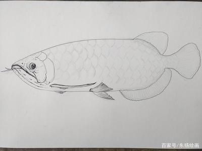 龍魚(yú)素描