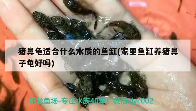 豬鼻龜適合什么水質的魚缸(家里魚缸養豬鼻子龜好嗎)