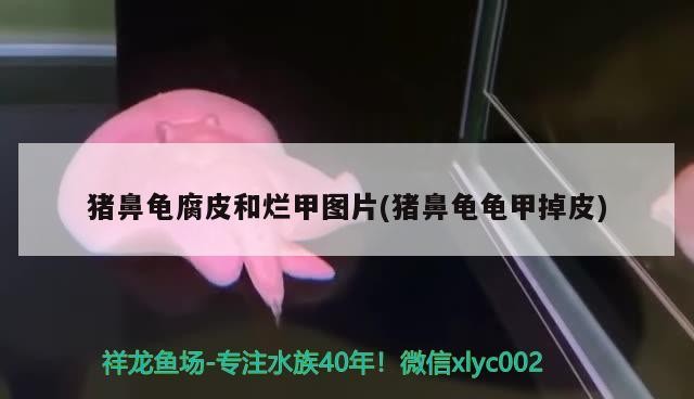 豬鼻龜腐皮和爛甲圖片(豬鼻龜龜甲掉皮) 豬鼻龜腐皮和爛甲圖片(豬鼻龜龜甲掉皮) 豬鼻龜百科