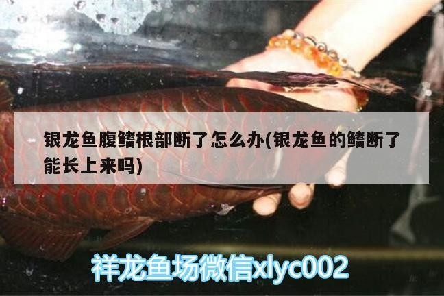 魚缸 銀龍魚腹鰭根部斷了怎么辦(銀龍魚的鰭斷了能長上來嗎) 銀龍魚百科 銀龍魚腹鰭根部斷了怎么辦(銀龍魚的鰭斷了能長上來嗎) 銀龍魚腹鰭根部斷了怎么辦(銀龍魚的鰭斷了能長上來嗎) 銀龍魚百科
