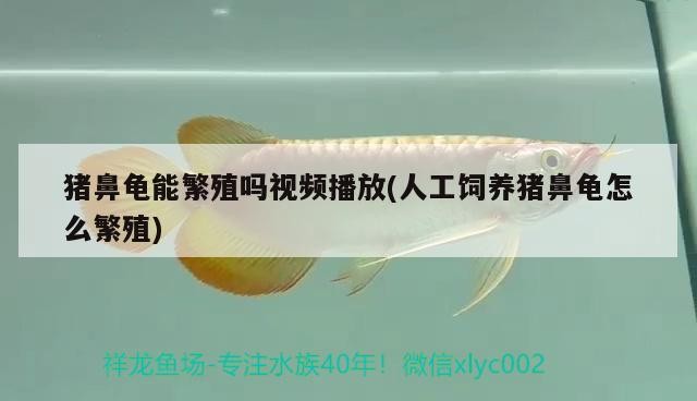 豬鼻龜能繁殖嗎視頻播放(人工飼養(yǎng)豬鼻龜怎么繁殖) 豬鼻龜能繁殖嗎視頻播放(人工飼養(yǎng)豬鼻龜怎么繁殖) 豬鼻龜百科