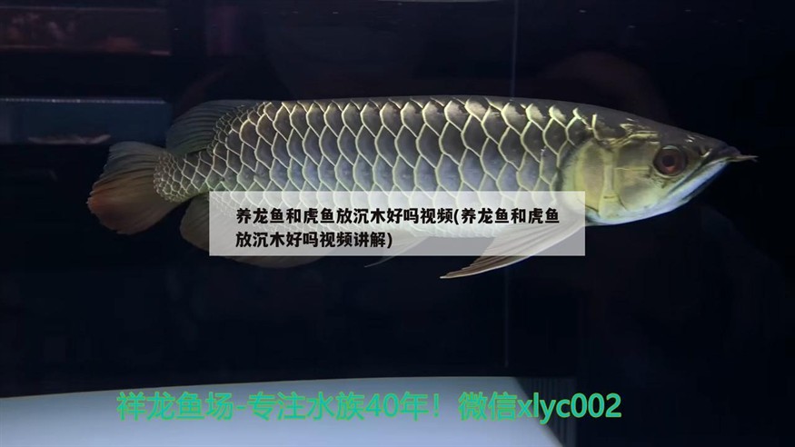 養龍魚和虎魚放沉木好嗎視頻(養龍魚和虎魚放沉木好嗎視頻講解)