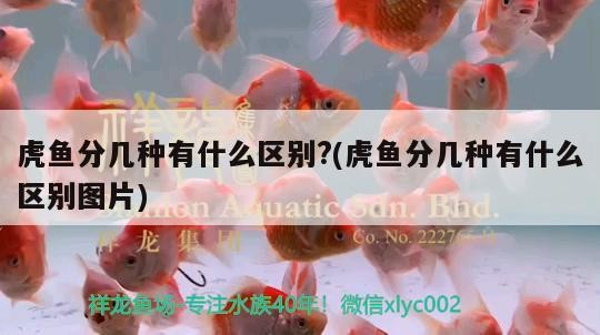 虎魚分幾種有什么區別?(虎魚分幾種有什么區別圖片)