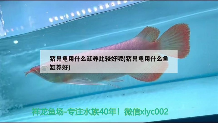 豬鼻龜用什么缸養比較好呢(豬鼻龜用什么魚缸養好)
