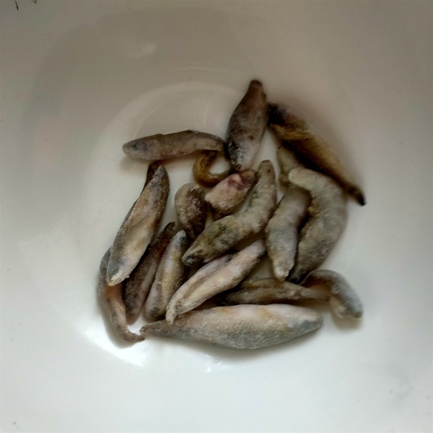 早起喂魚 早起喂魚 龍魚論壇 第1張