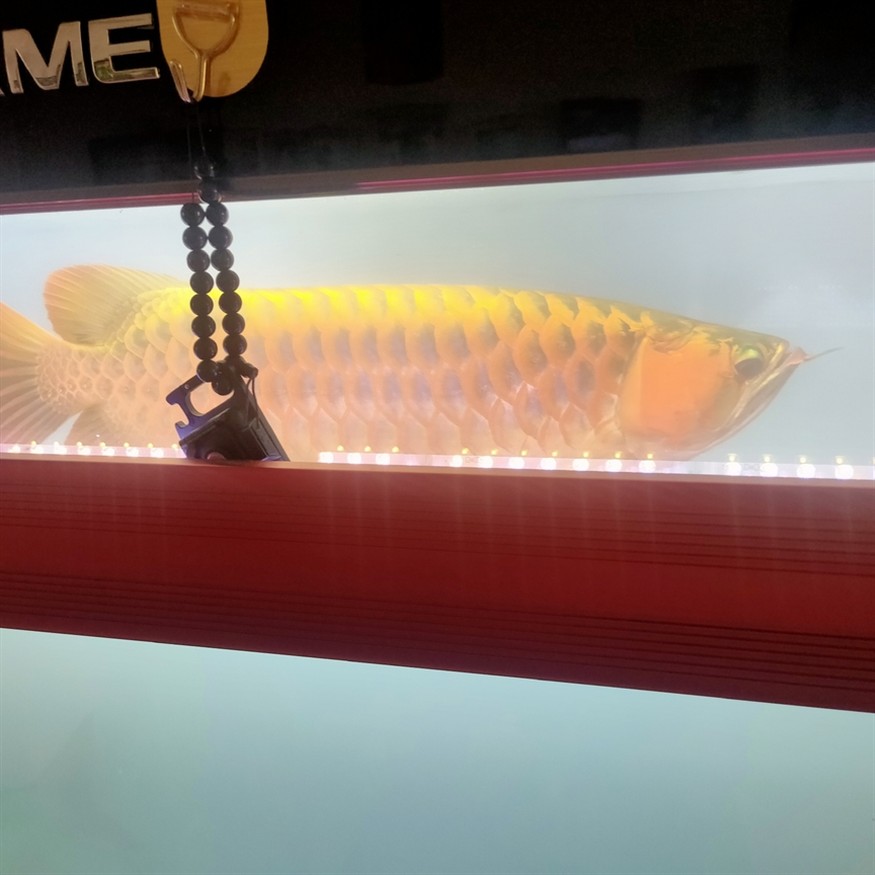 早起喂魚 早起喂魚 龍魚論壇 第2張