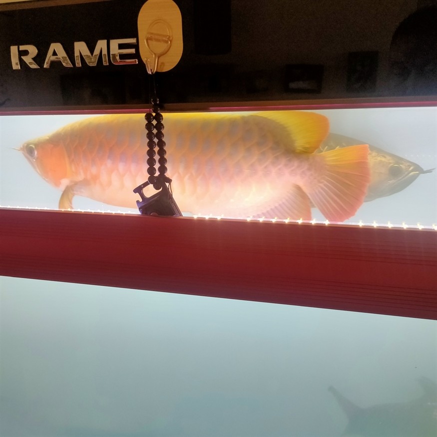 早起喂魚 早起喂魚 龍魚論壇 第3張