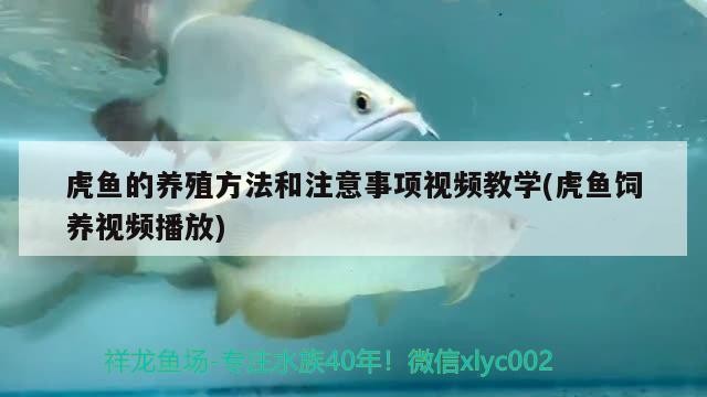 虎魚的養(yǎng)殖方法和注意事項視頻教學(虎魚飼養(yǎng)視頻播放)