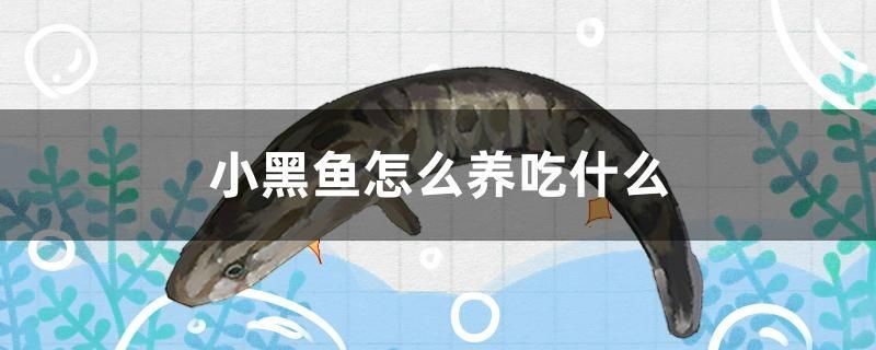 魚缸剩余飼料怎么處理掉（清除飼料的正確方法）