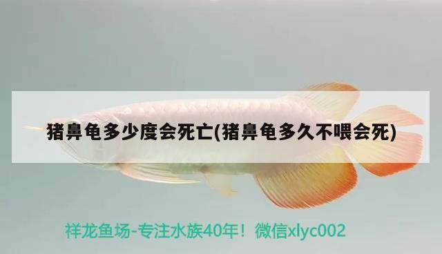 豬鼻龜多少度會死亡(豬鼻龜多久不喂會死) 豬鼻龜多少度會死亡(豬鼻龜多久不喂會死) 豬鼻龜百科