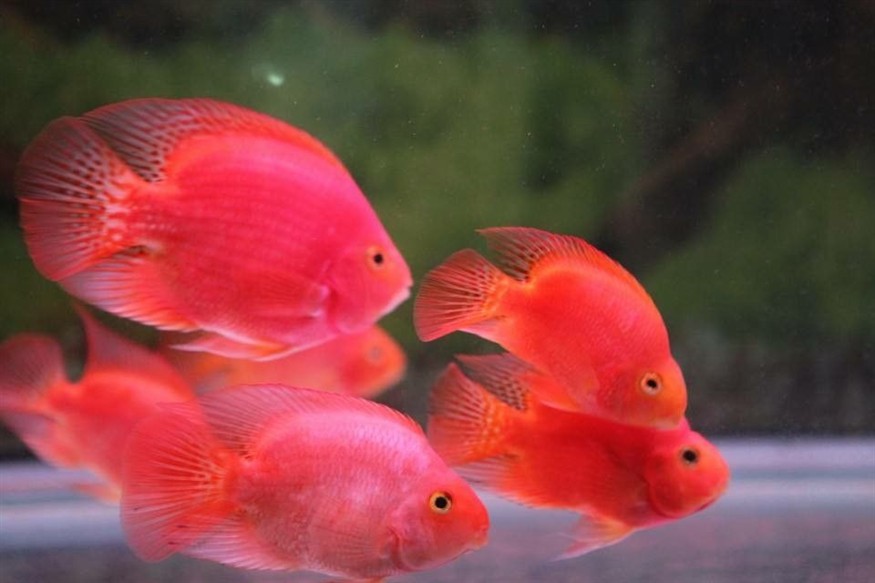 曬2017養魚賬單七秒鐘記憶的魚
