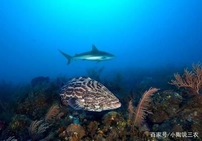 淡水石斑魚在魚缸中怎么養