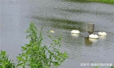 淡水石斑魚在魚缸中怎么養