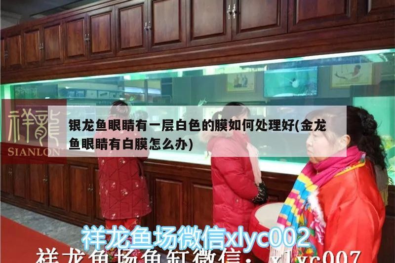 銀龍魚眼睛有一層白色的膜如何處理好(金龍魚眼睛有白膜怎么辦) 銀龍魚眼睛有一層白色的膜如何處理好(金龍魚眼睛有白膜怎么辦) 銀龍魚百科