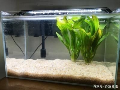 純石頭造景魚缸：如何選擇適合的山石做魚缸造景？