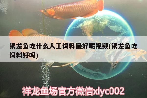 潘集區(qū)袁莊悠然水族寵物會所（潘集區(qū)袁莊悠然水族寵物會所電話） 潘集區(qū)袁莊悠然水族寵物會所（潘集區(qū)袁莊悠然水族寵物會所電話） 全國水族館企業(yè)名錄