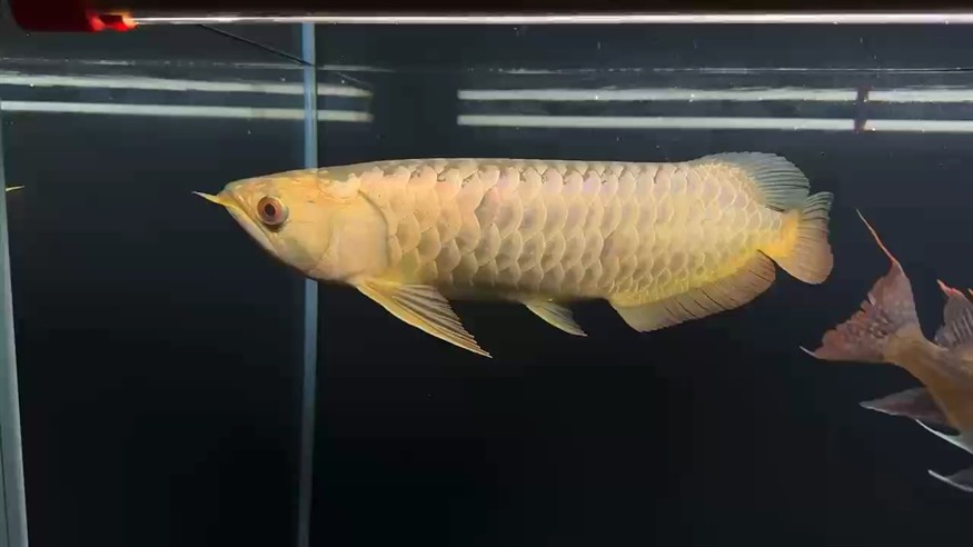 家有 一金