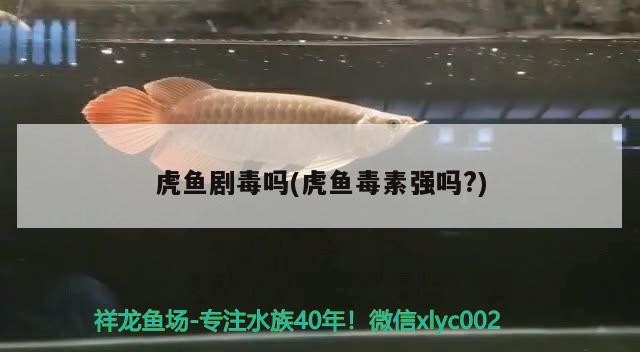 虎魚劇毒嗎(虎魚毒素強嗎?)