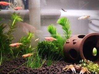 根河市宏升水族館（根河市宏升水族館電話）