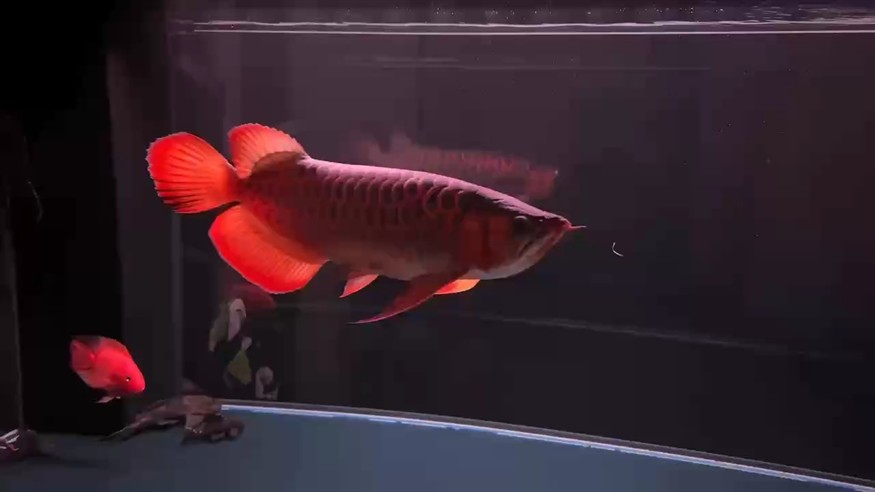 家有 一紅