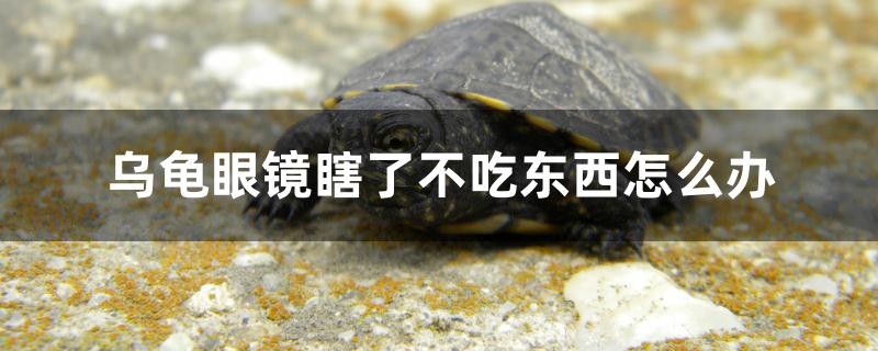 虎魚品種圖片(虎魚品種圖片大全)