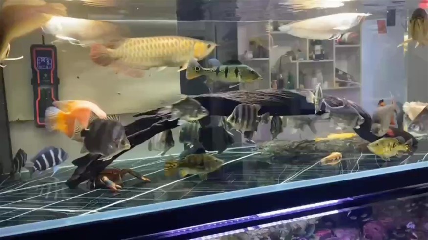 小舅子的缸太雜了，說(shuō)這樣才稱得上養(yǎng)魚愛好者[ciya] 小舅子的缸太雜了，說(shuō)這樣才稱得上養(yǎng)魚愛好者[ciya] 龍魚論壇