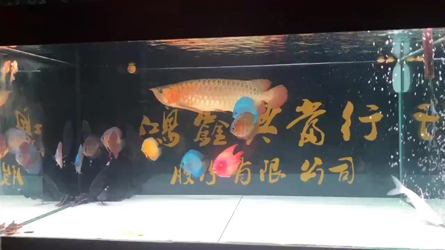 中秋國慶長假，祝大家庭魚友快樂平安健康[aini][aini][aini]太久沒發(fā)視頻了分享一下[ciya][ciya][ciya]