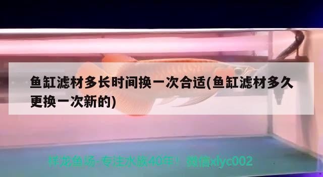 茶水倒入魚缸魚會死嗎視頻：將茶水倒入魚缸會導致魚的死亡嗎？