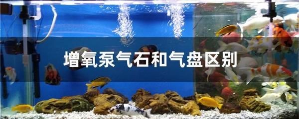 大魚缸有過濾系統還需要充氧嗎？：養魚過濾系統和充氧的關系 大魚缸有過濾系統還需要充氧嗎？：養魚過濾系統和充氧的關系 魚缸百科 第2張