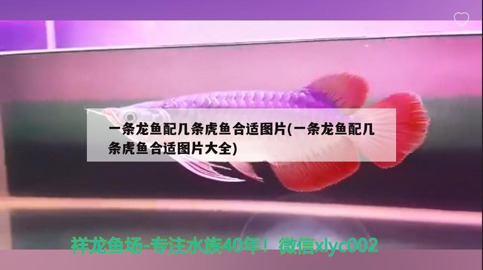 一條龍魚配幾條虎魚合適圖片(一條龍魚配幾條虎魚合適圖片大全)