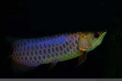 藍底過背金龍用什么燈光 藍底過背金龍用什么燈光 龍魚百科 第5張