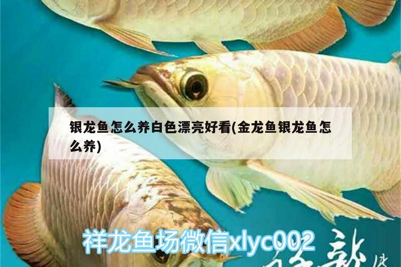 銀龍魚怎么養白色漂亮好看(金龍魚銀龍魚怎么養) 銀龍魚怎么養白色漂亮好看(金龍魚銀龍魚怎么養) 銀龍魚百科