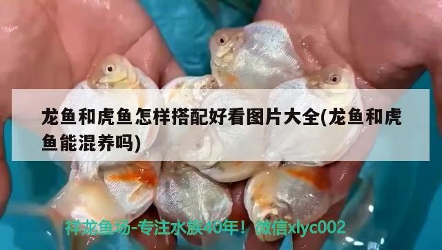 龍魚和虎魚怎樣搭配好看圖片大全(龍魚和虎魚能混養嗎)