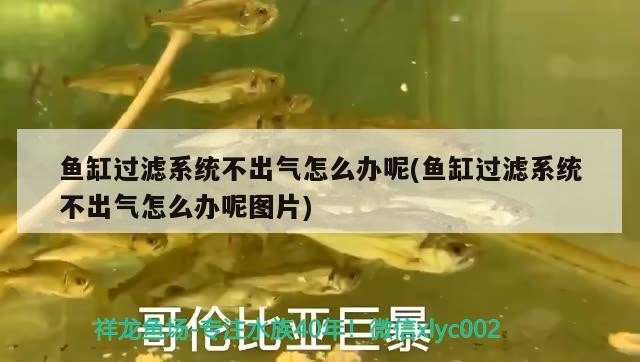 珍珠龜干養(yǎng)還是水養(yǎng)好用什么水養(yǎng)好