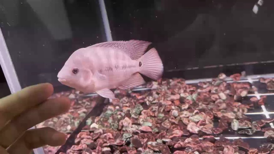 9月21日，小馬剛?cè)敫滓曨l，嚴重縮頭，都懷疑是不是我買的那條魚，真丑～[wabi]
