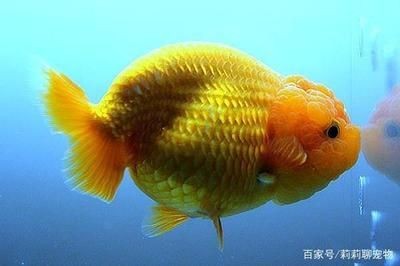 龍魚虎魚混養(yǎng)視頻教程大全圖片(龍魚虎魚混養(yǎng)視頻教程大全圖片)