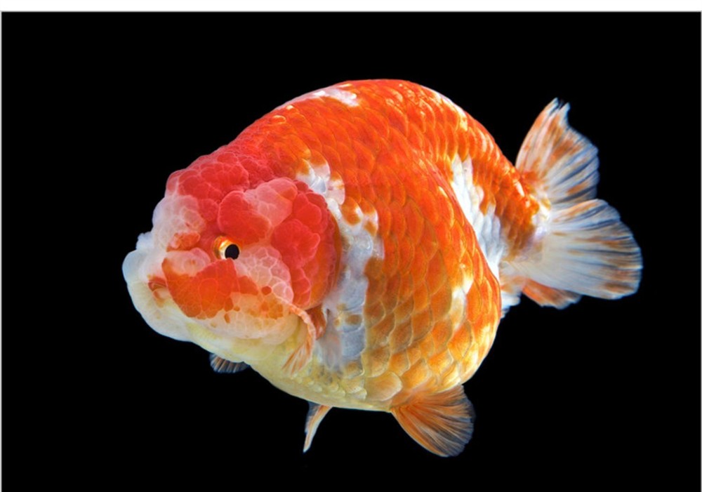 龍魚虎魚混養(yǎng)視頻教程大全圖片(龍魚虎魚混養(yǎng)視頻教程大全圖片)
