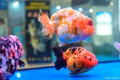 龍魚虎魚混養(yǎng)視頻教程大全圖片(龍魚虎魚混養(yǎng)視頻教程大全圖片)