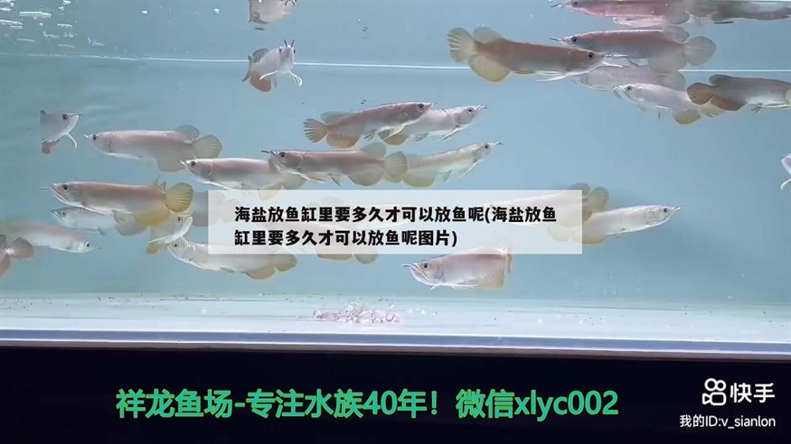 海鹽放魚缸里要多久才可以放魚呢(海鹽放魚缸里要多久才可以放魚呢圖片) 海鹽放魚缸里要多久才可以放魚呢(海鹽放魚缸里要多久才可以放魚呢圖片) 森森魚缸