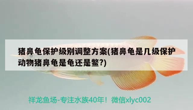 豬鼻龜保護級別調整方案(豬鼻龜是幾級保護動物豬鼻龜是龜還是鱉?)