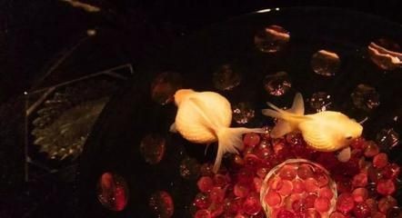 成品魚缸玻璃能切割嗎視頻：成品魚缸的玻璃切割技巧在制作過程中需要注意一些細(xì)節(jié)問題