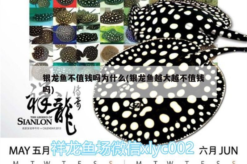 銀龍魚的視頻對多一點的才能行呢(銀龍魚吃魚視頻)
