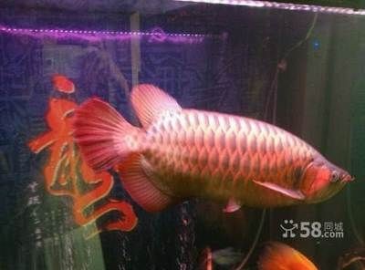 龍魚和虎魚打架怎么辦視頻(龍魚vs虎魚)