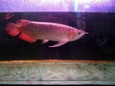 龍魚和虎魚打架怎么辦視頻(龍魚vs虎魚)