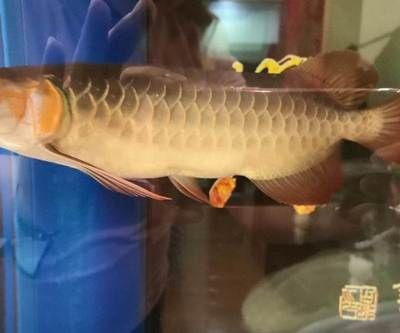 龍魚和虎魚打架怎么辦視頻(龍魚vs虎魚)